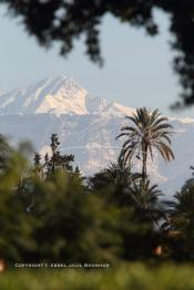 Image du Maroc Professionnelle de  La chaine de montagne du Haut Atlas enneigé surplombe la plaine du Haouz où de nombreux palmiers des jardins de l'Agdal Ba Ahmed apportent à ce paysage un contraste très accentué, le palmier fait partie de l'identité de la ville de Marrakech, le 3 Décembre 2012. (Photo / Abdeljalil Bounhar)